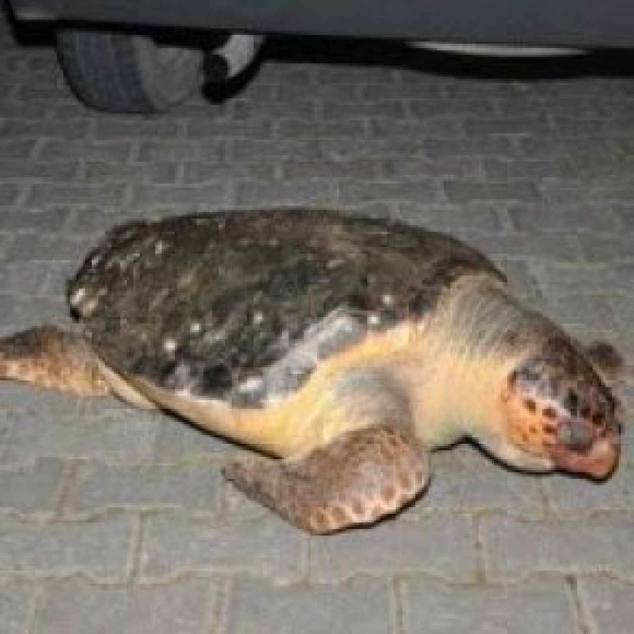 İzmir'e korku saldı