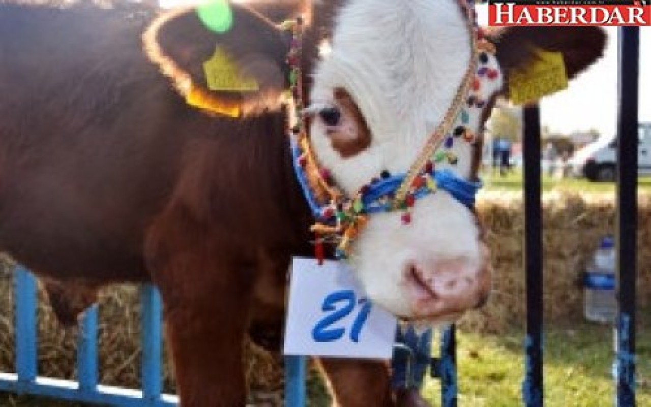 Silivride En Güzel Buzağı Yarışması