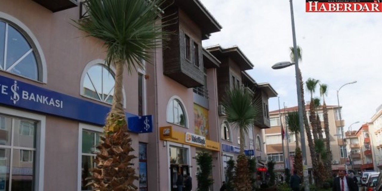 Palmiyeleri Ağaçları Koruma Altına Alındı