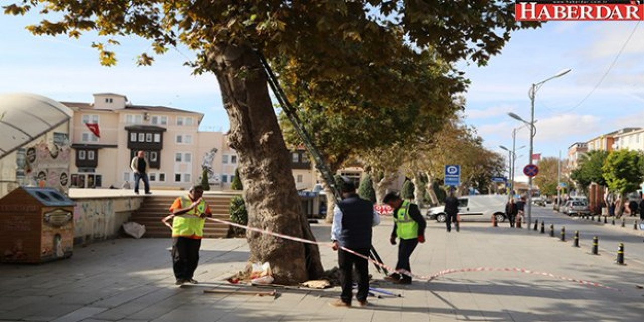 Büyükçekmece’nin çınarları 3 yıl budanmayacak