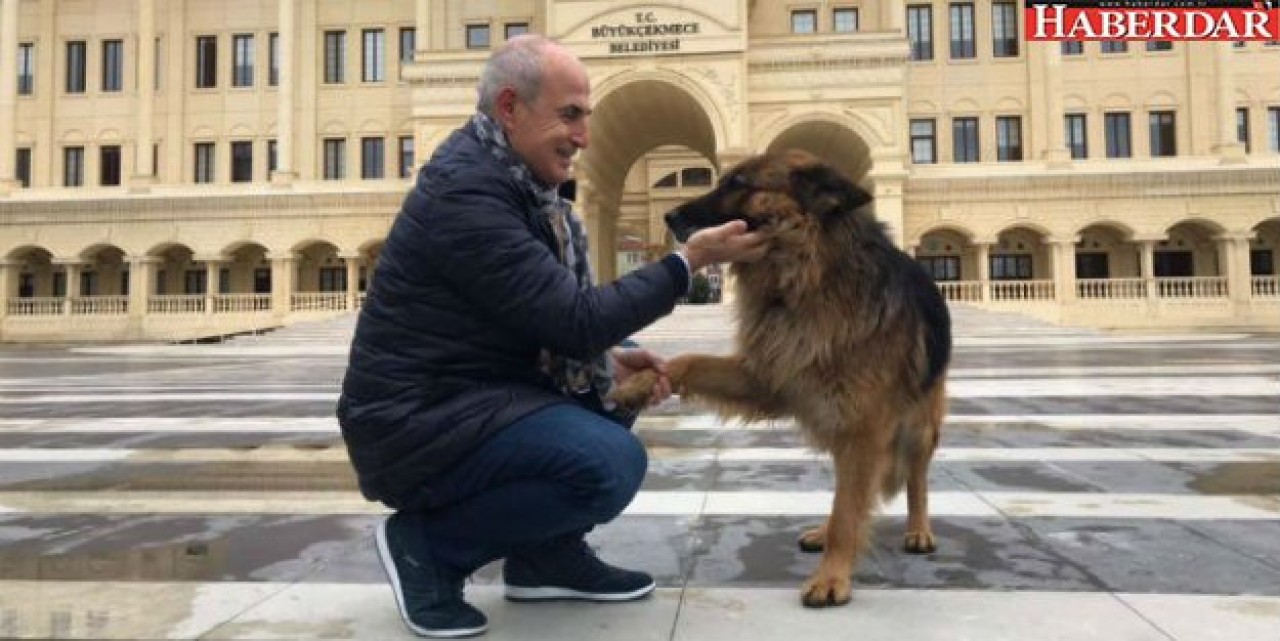 Büyükçekmece’de sokak hayvanları kış aylarında da aç kalmıyor