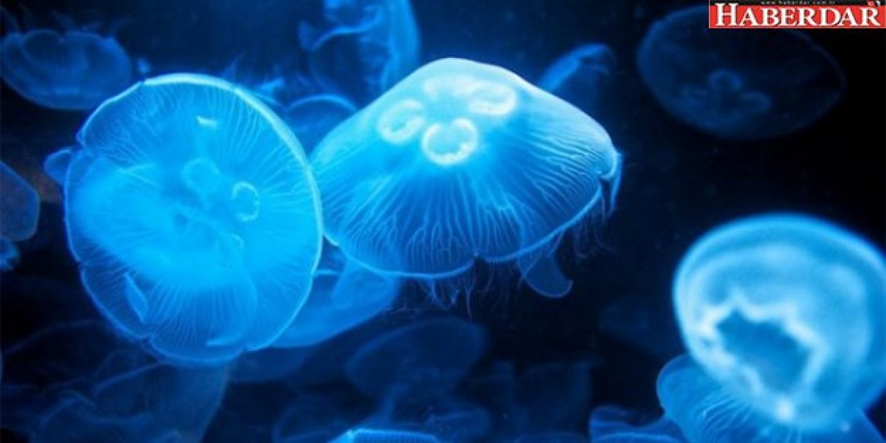 İstanbul Boğazını denizanası bastı