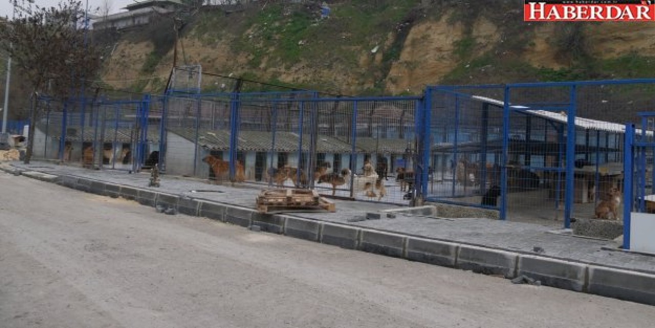 Büyükçekmece Belediyesi barınağını yeniliyor