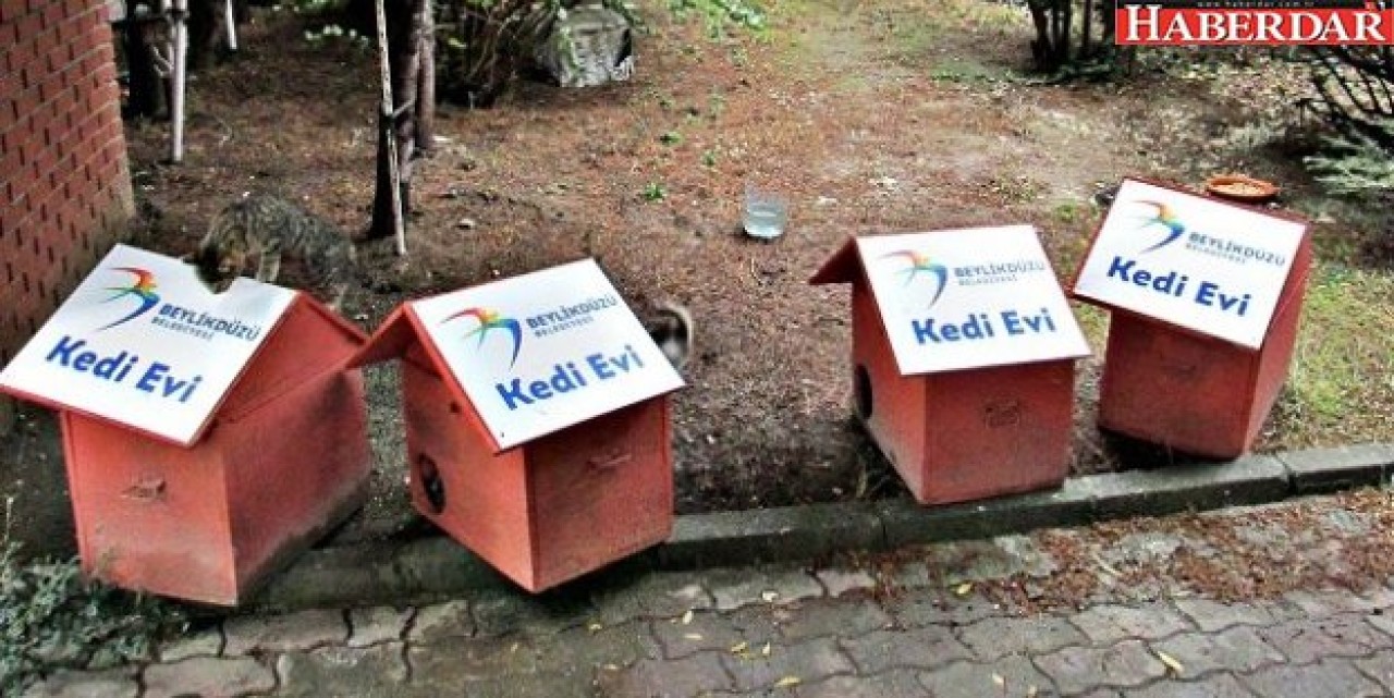 Beylikdüzündeki kedilere hediye ev