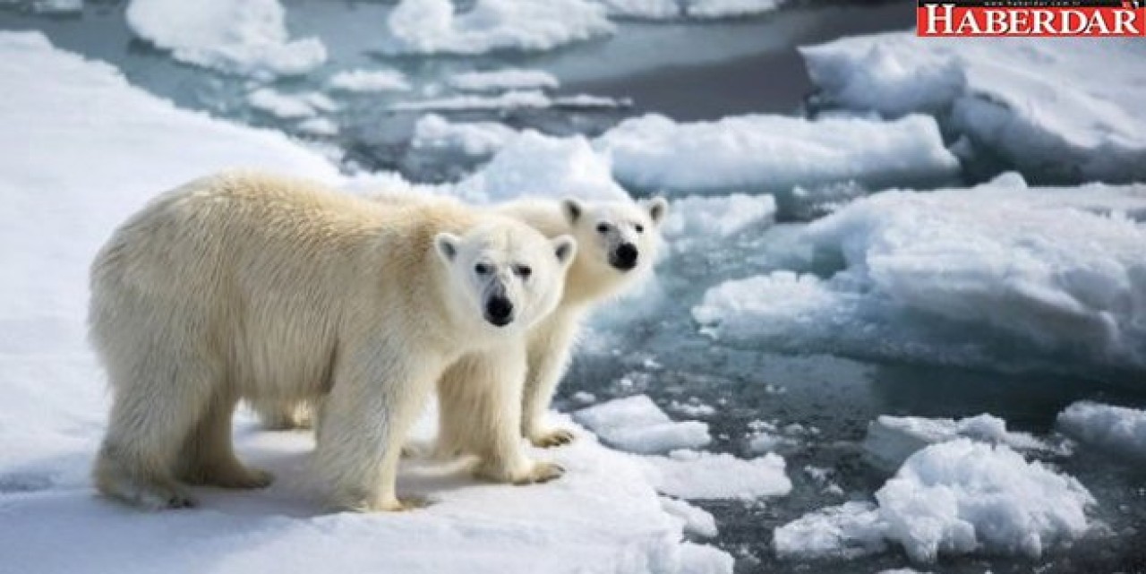 Kutup 25 derece ısındı Avrupa dondu
