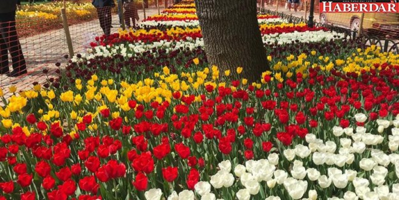 13. İstanbul Lale Festivali başladı
