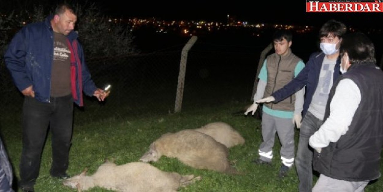 Büyükçekmecede Boş Araziye Dökülen Kimyasal Sıvıdan İçen Hayvanlar Telef Oldu