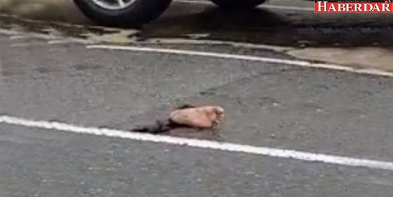 Yol Ortasında Duran Kesik Ayak Polisleri Bile Şaşkına Çevirdi