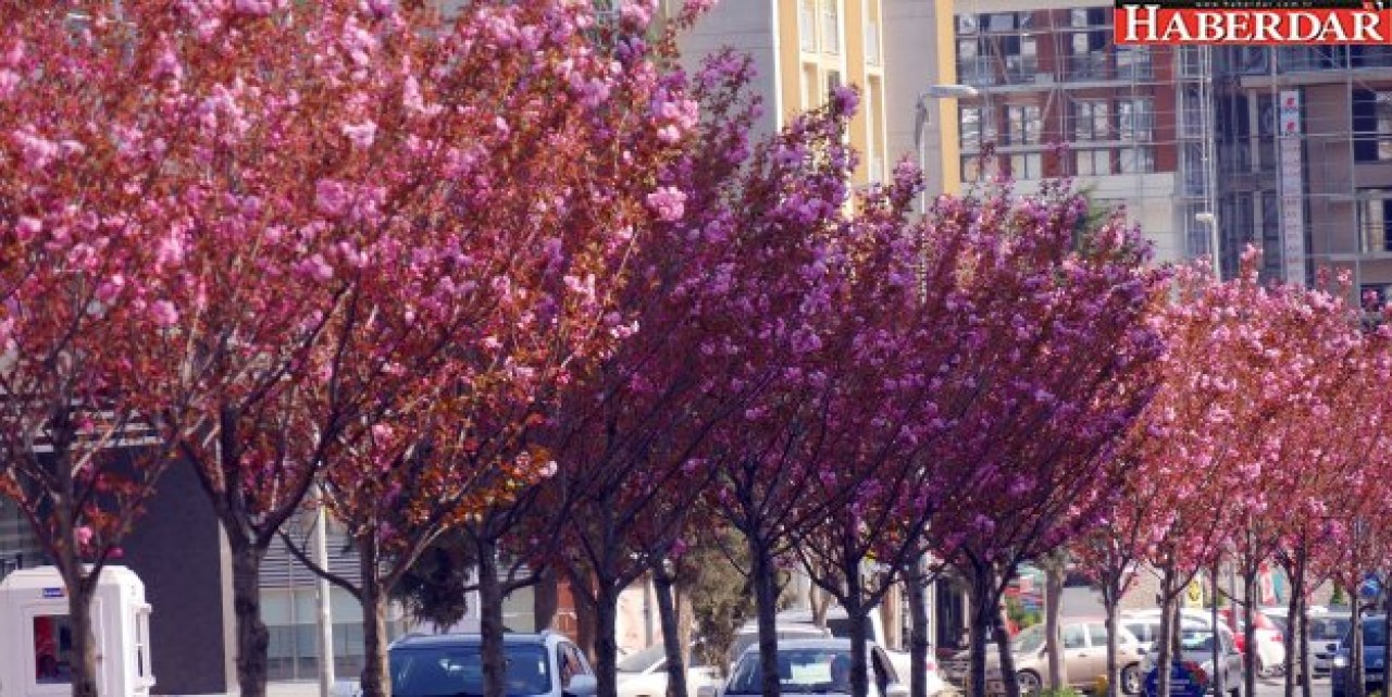 Büyükçekmeceliler rengarenk bir ilkbahar yaşıyor