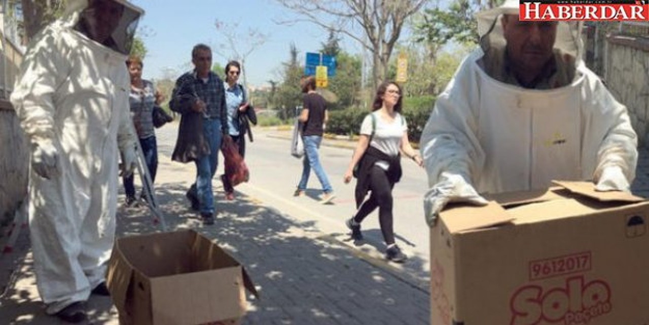 Kadıköyü arılar bastı!