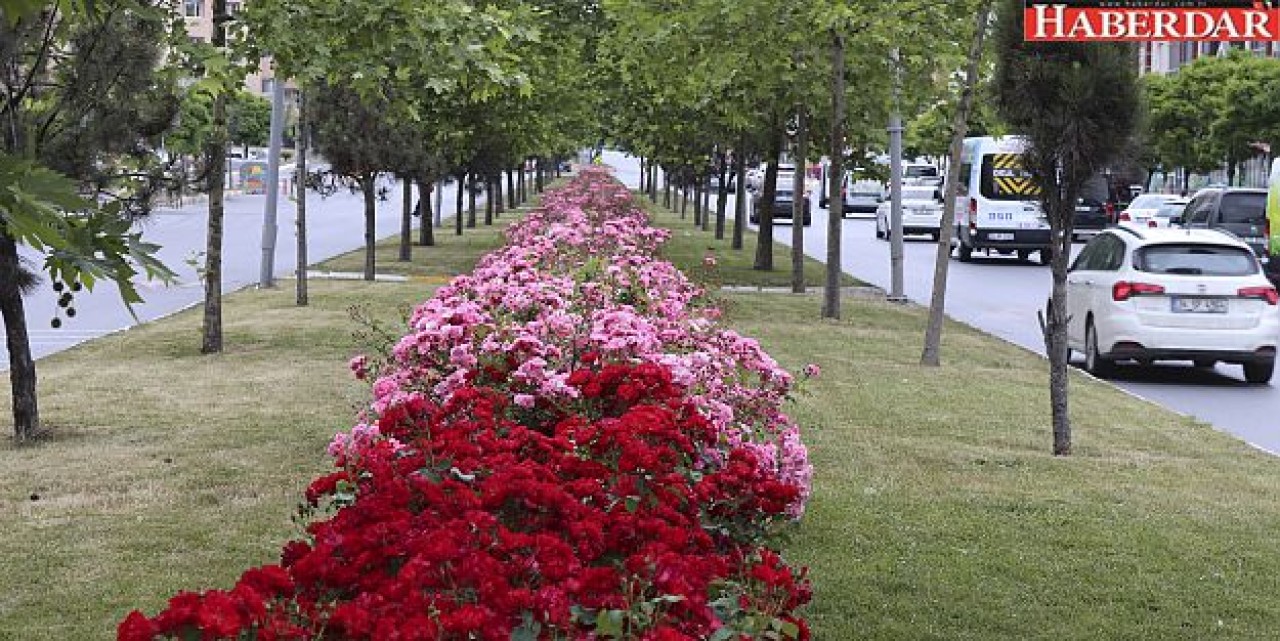 BEYLİKDÜZÜ, GÜLLERLE BEZENDİ
