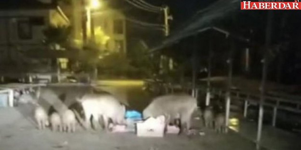 Tatil cennetinde domuz sürüsü pazara indi