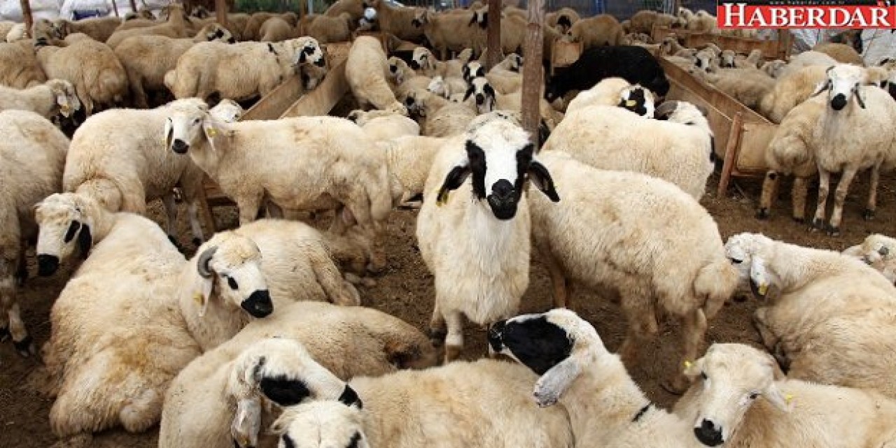 Kurban satış ve kesim yerleri belirlendi