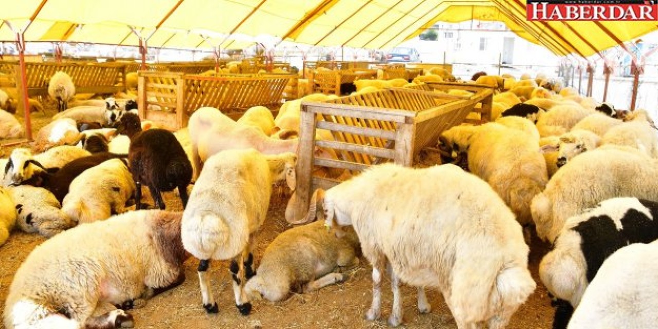 BEYLİKDÜZÜ’NDE KURBANLIK SATIŞLARI BAŞLADI