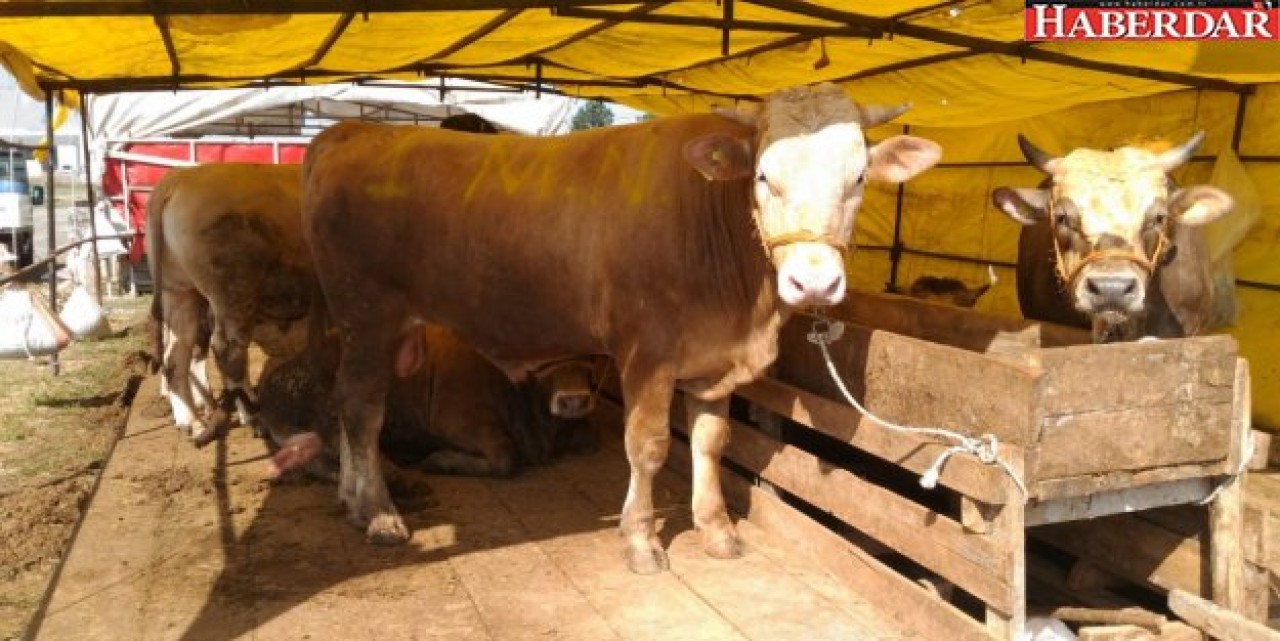 SİLİVRİ KURBAN BAYRAMINA HAZIRLANIYOR