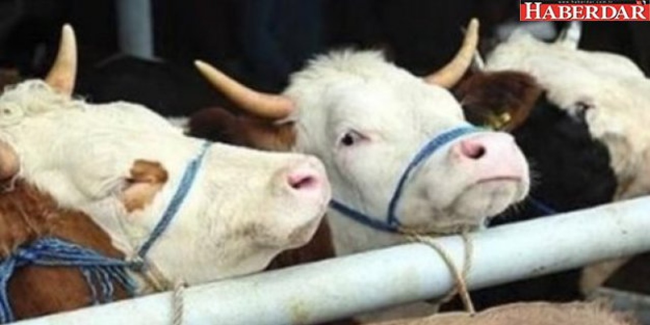 Şarbon, Türkiyeye böyle geldi