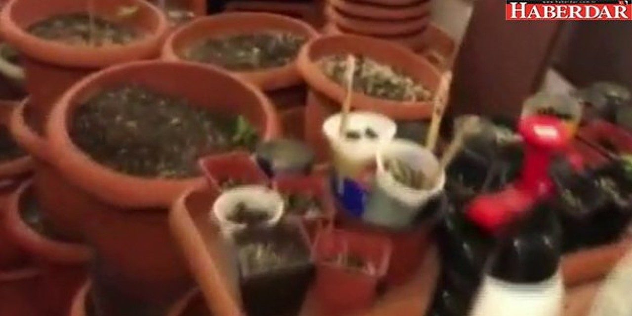 Dairedeki Uyuşturucu Serası Polisi Bile Şaşkına Çevirdi