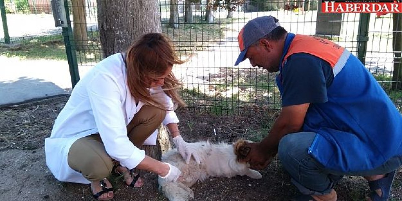 Çatalca Belediyesi Can Dostlarımız İçin 7/24 Görevde