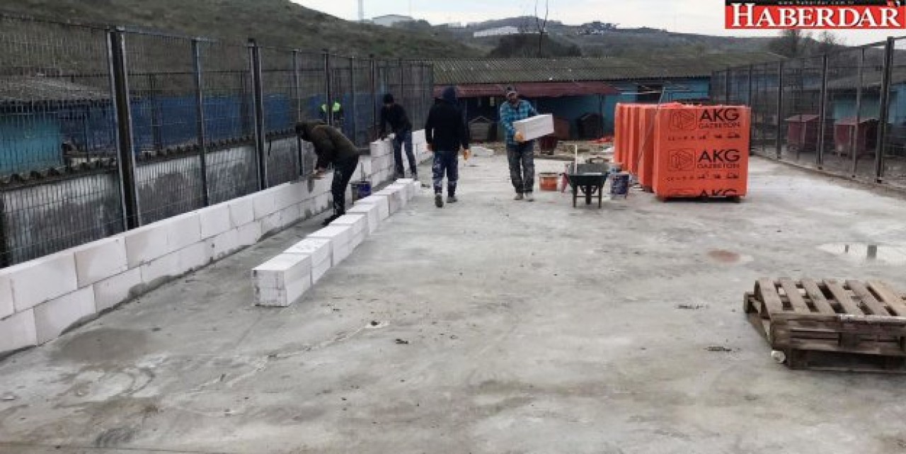 Barınaktaki köpekler için bahçeli sisteme geçiyor