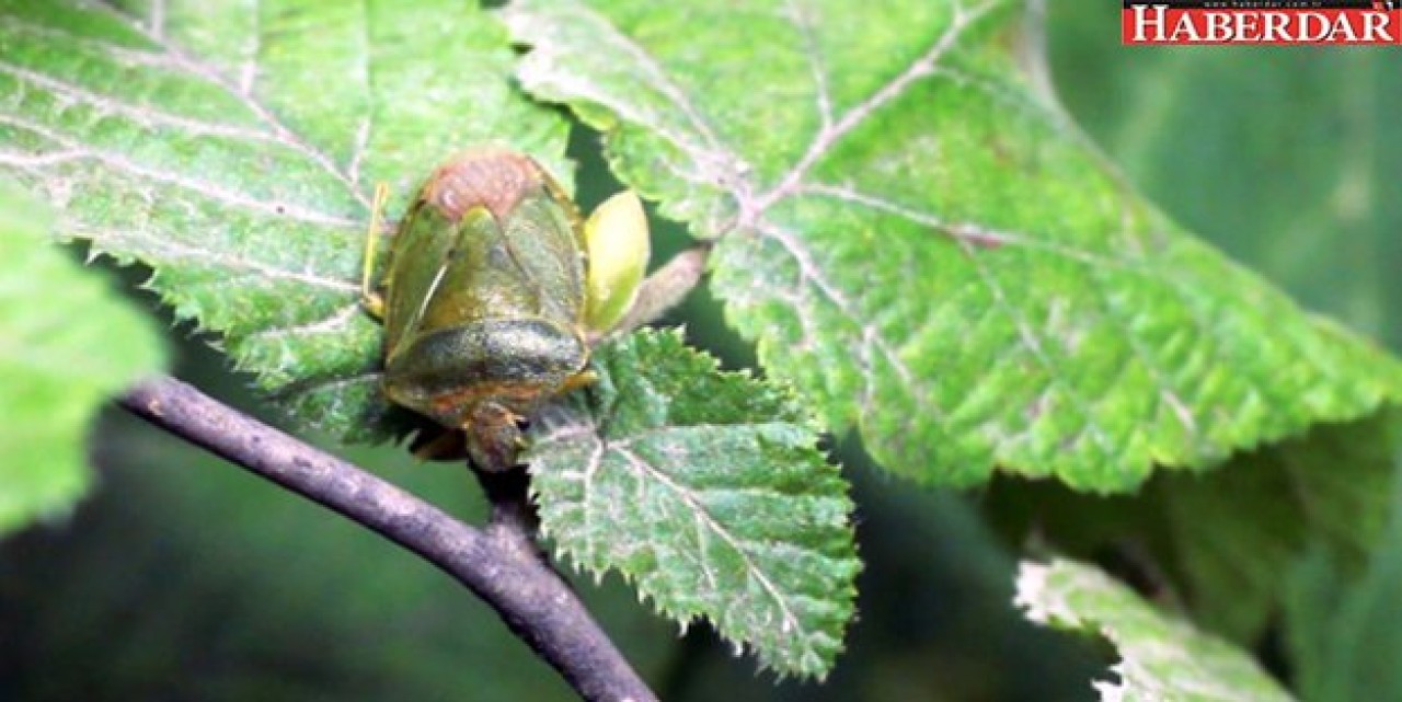Dünyayı Dolaşan Hastalık, Karadeniz Bölgesinde Bitkilere Bulaştı