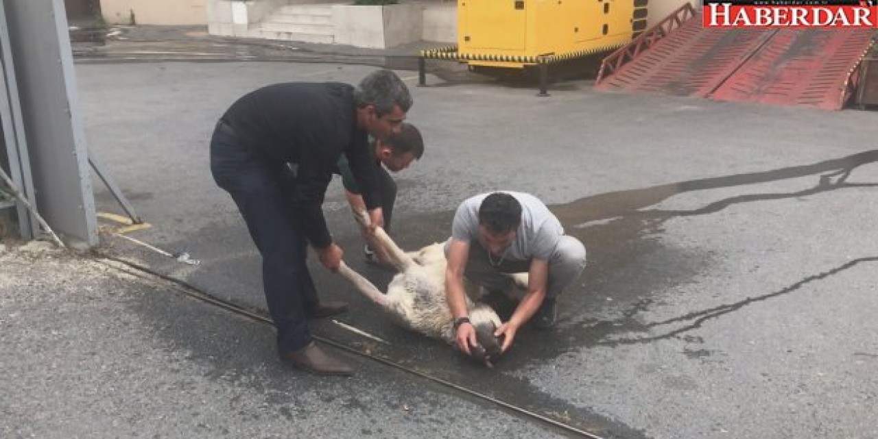 Köpek için seferber oldular