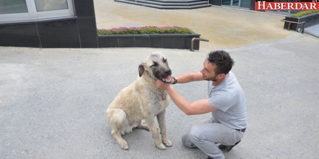 Avcılar köpeğe sağlık verdi