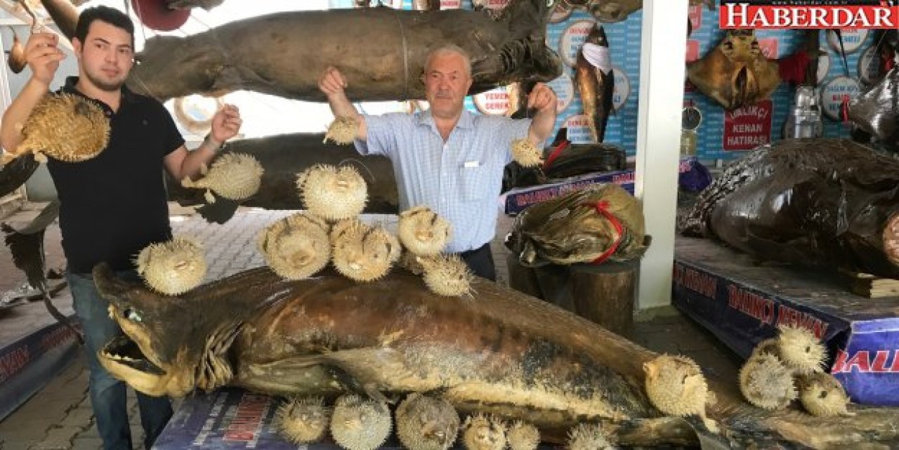 BU BALIK SİYANÜRDEN DAHA TEHLİKELİ