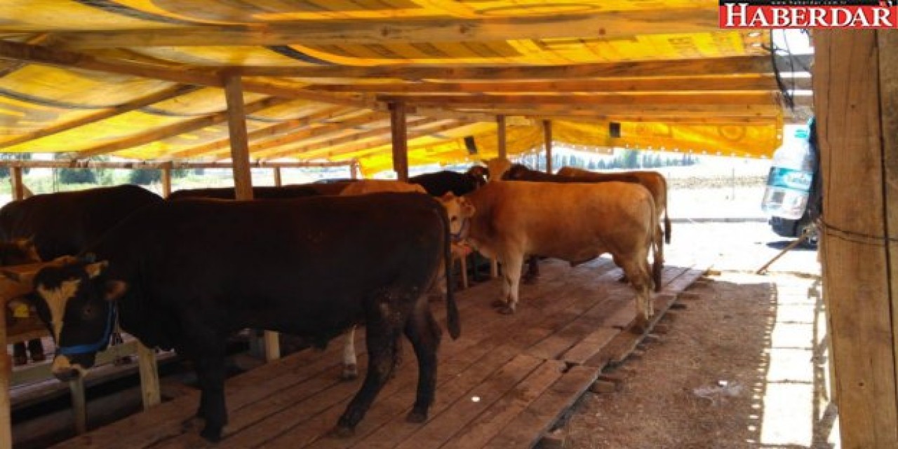 Kesim için 55 yer belirlendi