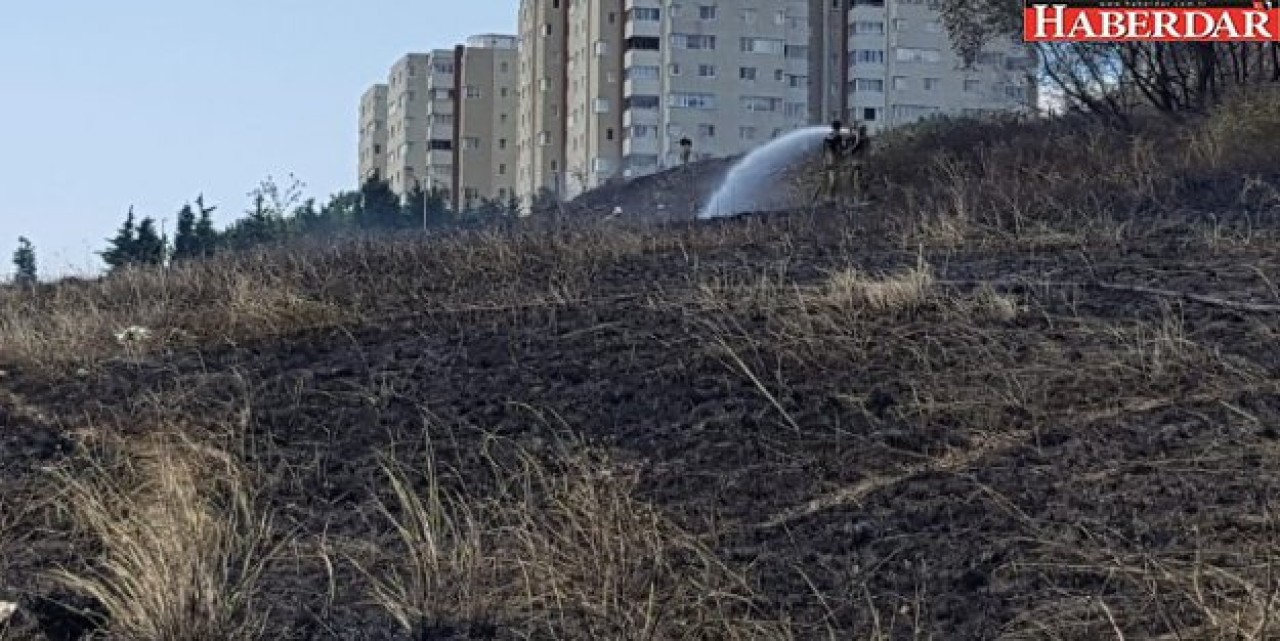 Köpekler telef oldu