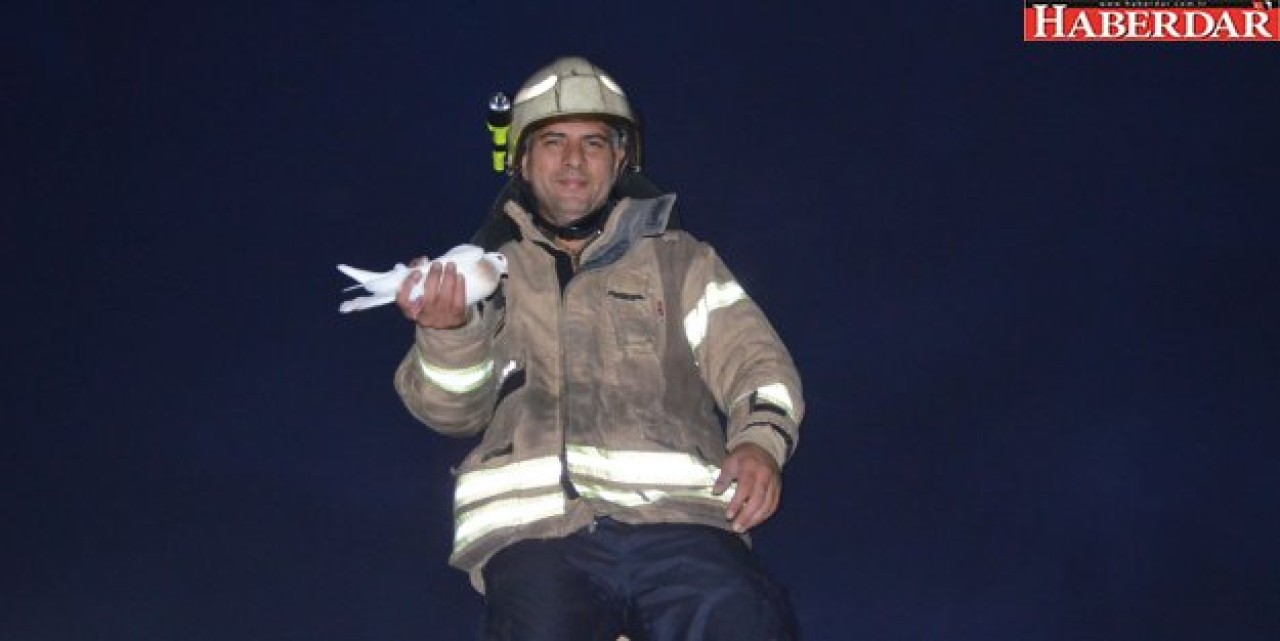 Güvercin operasyonu