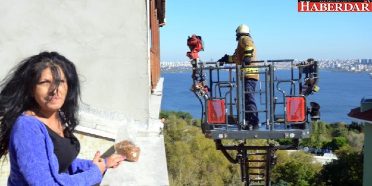 Avcılar kedi için seferber oldu