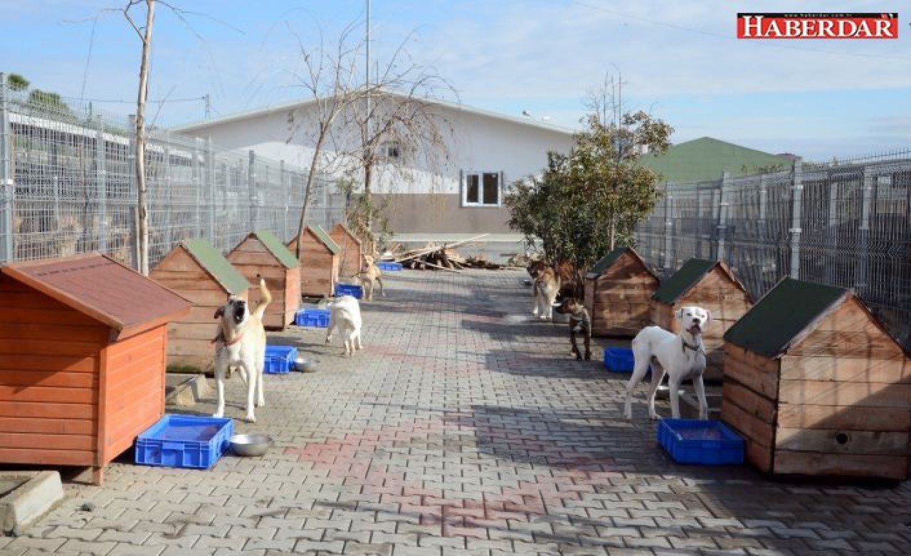 ​​​​​​​AYDA 2 BİN 244 SOKAK HAYVANI TEDAVİ EDİLDİ