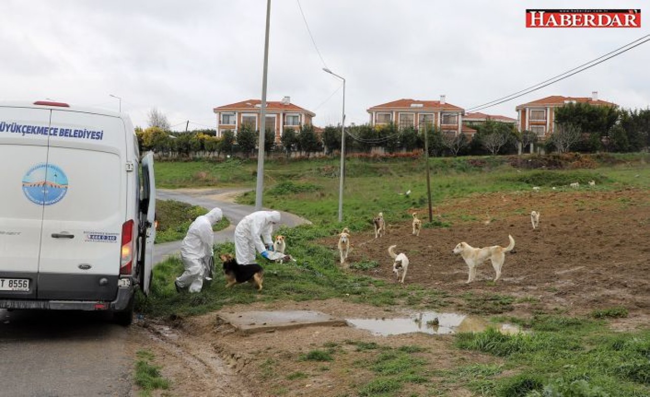 Büyükçekmece Belediyesi, sokak hayvanlarını unutmadı