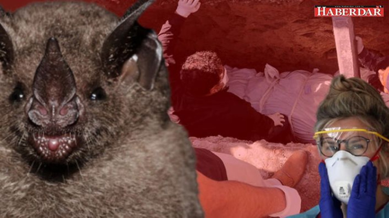 Ve bilim insanları açıkladı! Corona virüs salgınına yol açan şey...