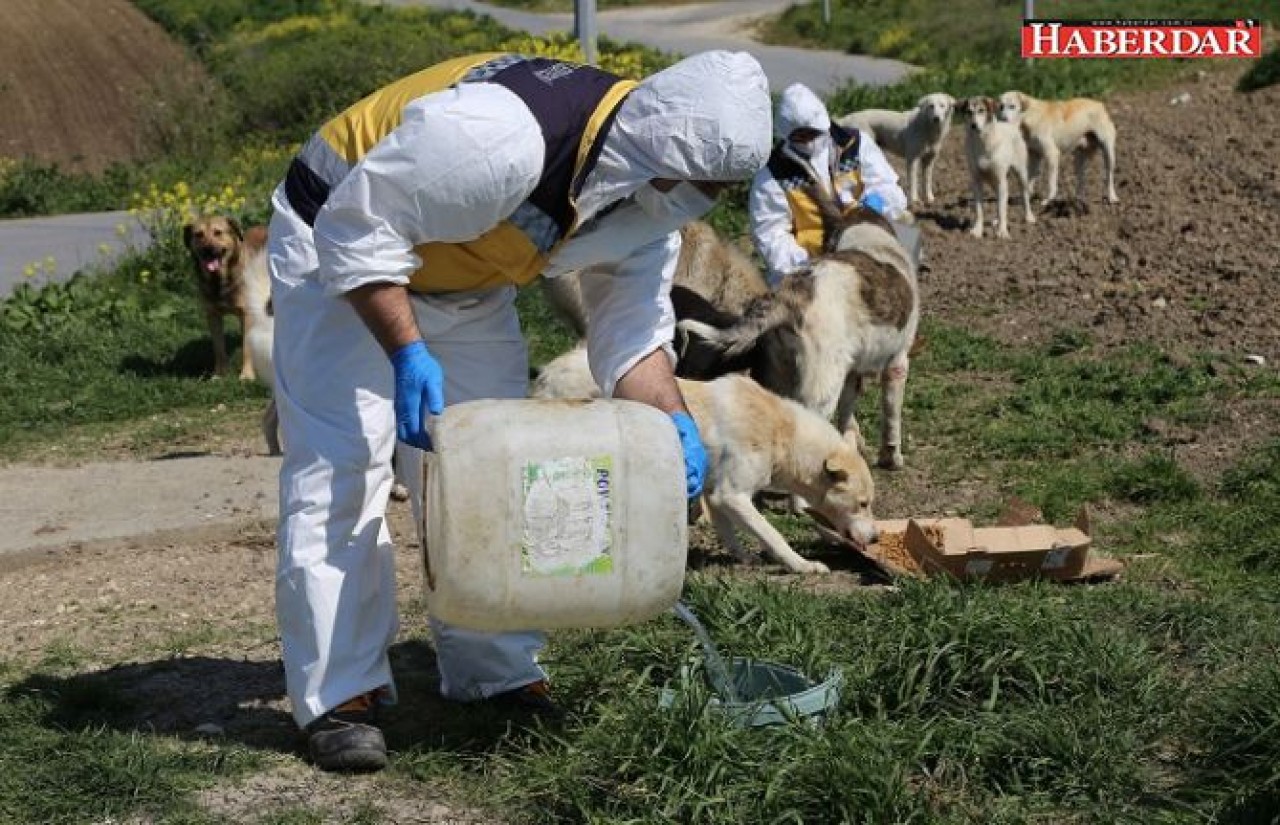 Siz evde kalın, can dostlar bize emanet!