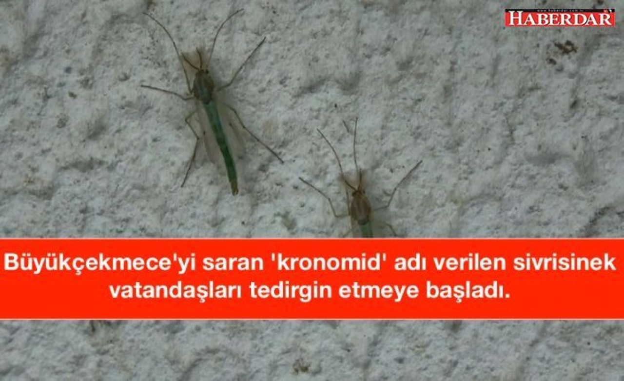 Büyükçekmeceyi Kronomid korkusu sardı