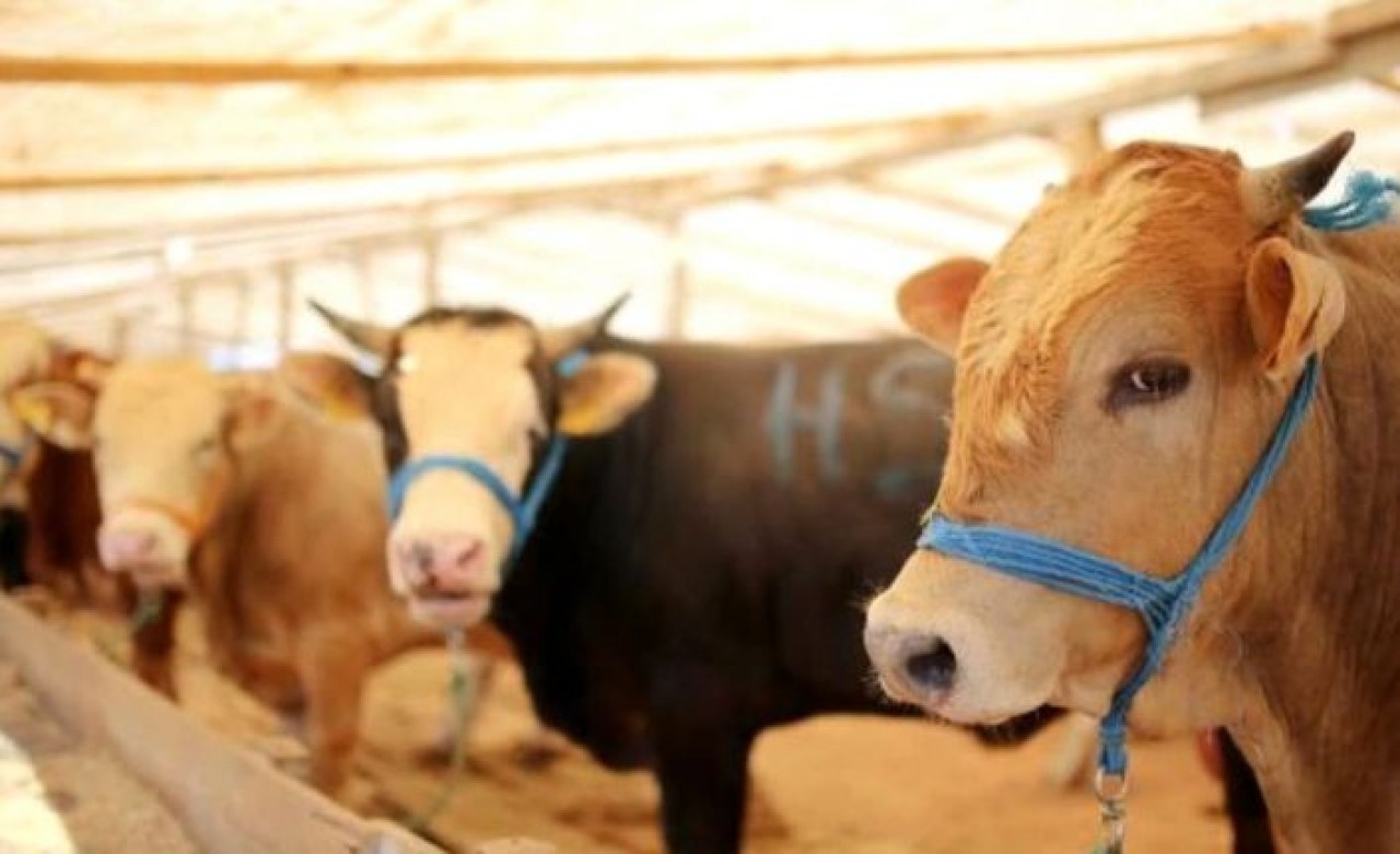 Büyükçekmece Belediyesi’nden sertifikalı kurban kesim kursu