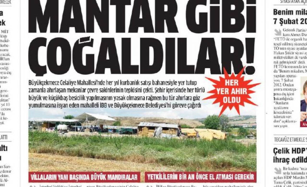 Büyükçekmecede ahırlar her geçen gün mantar gibi çoğalıyorlar!