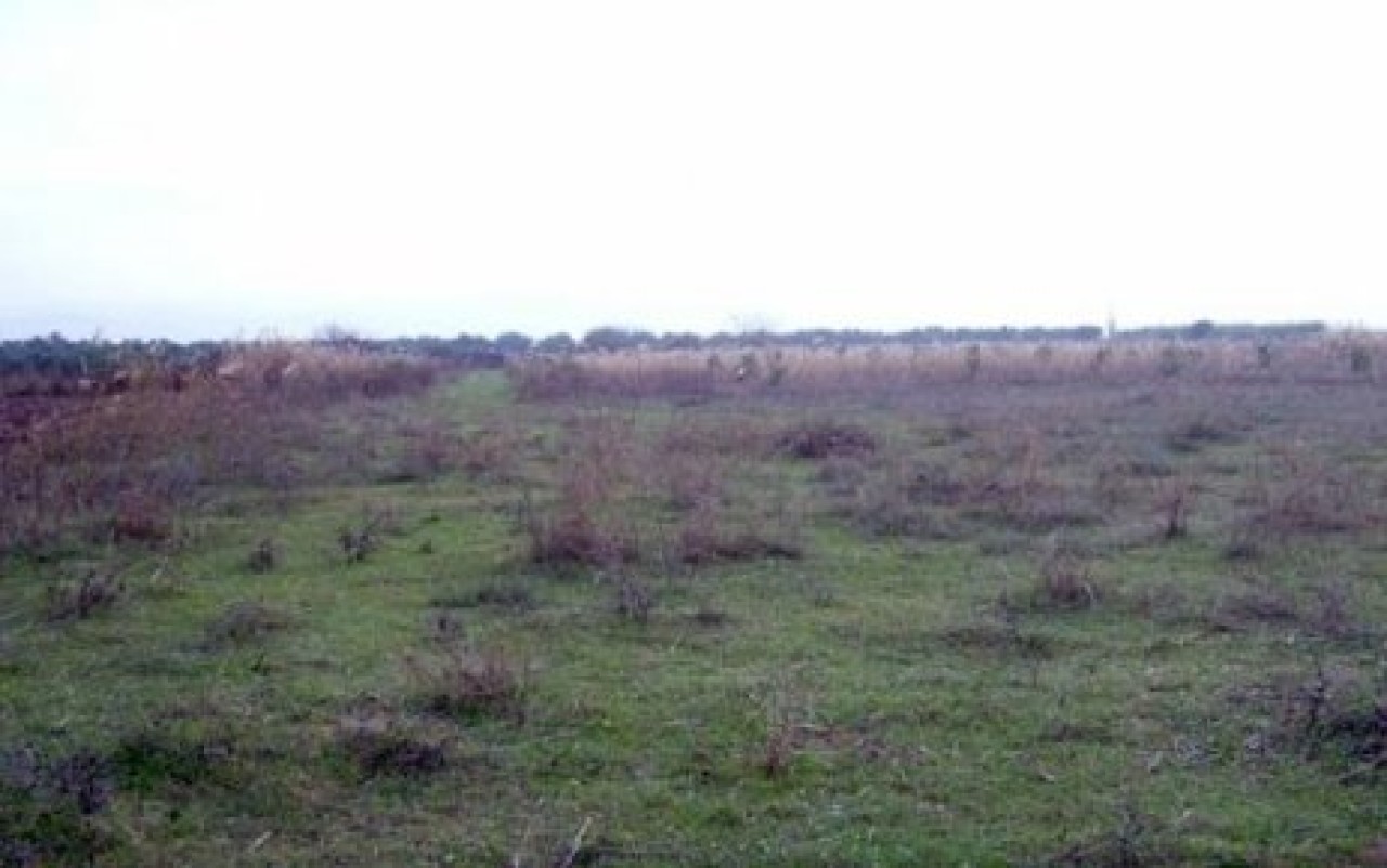 Öldürdü, gömdü.. Üzerine fidan dikti