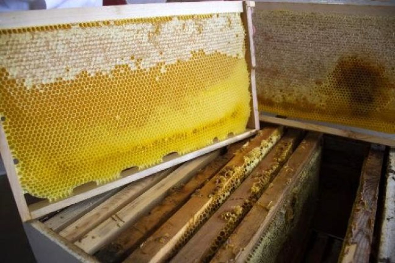 Silivri Belediyesi 450 kilo doğal bal üretti