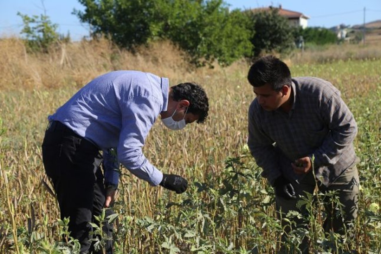 Celaliye’de bamya hasadı yapıldı