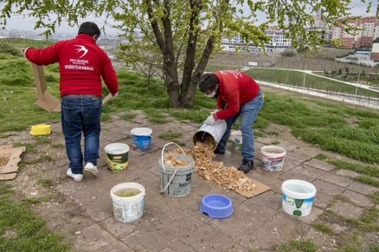 SOKAK HAYVANLARINI BESLERKEN BUNLARI UNUTMAYIN