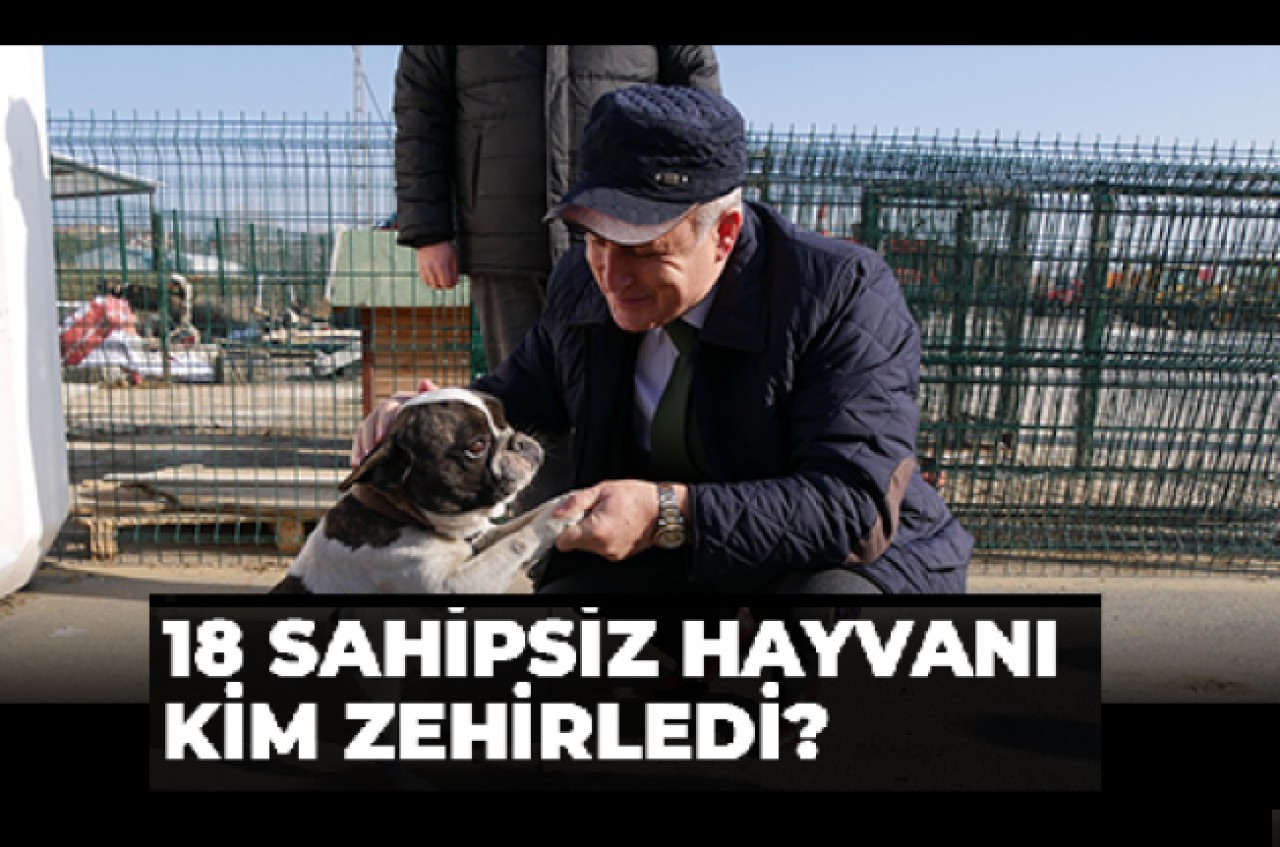 Büyükçekmecede 18 sahipsiz hayvan zehirlenerek öldürülldü.