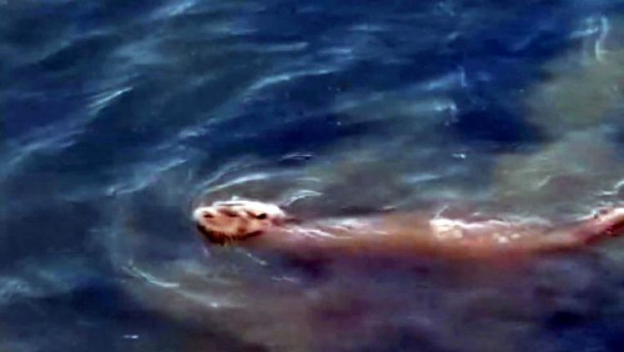 Büyükçekmece Gölünde su samuru görüntülendi