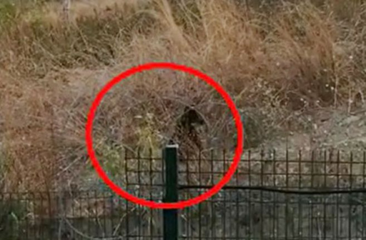 Büyükçekmecede  görüntülenen boz ayı panik yarattı