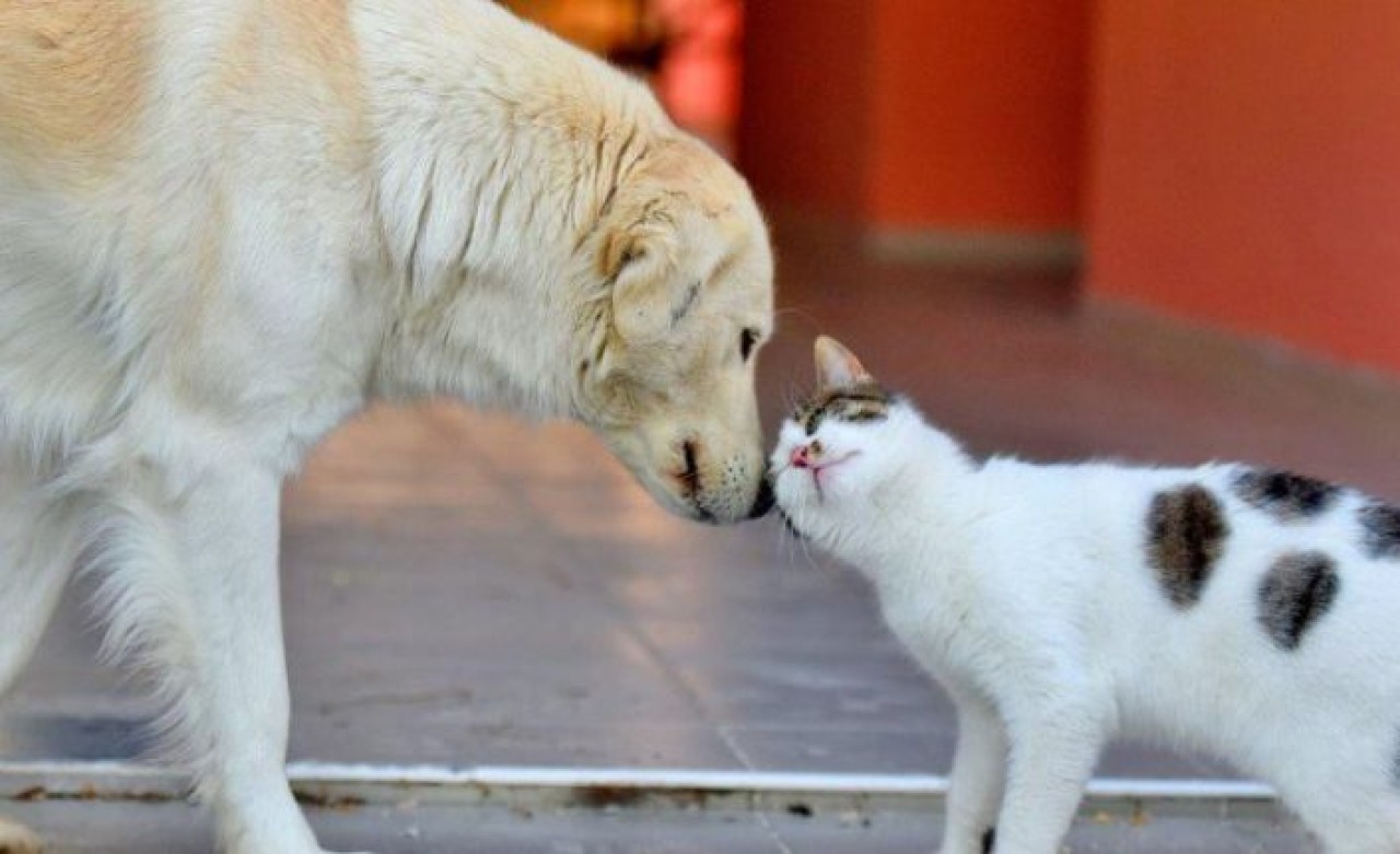 İBBden SemtPati projesi: Sokak hayvanlarının ihtiyaçları karşılanacak