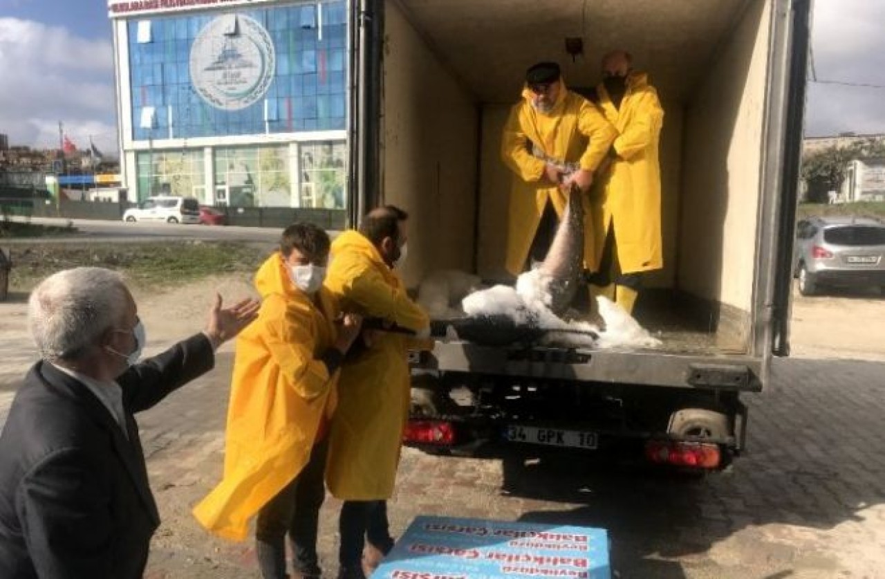 Marmara Denizi açıklarında dev &quot;Kılıç Balığı&quot; yakalandı