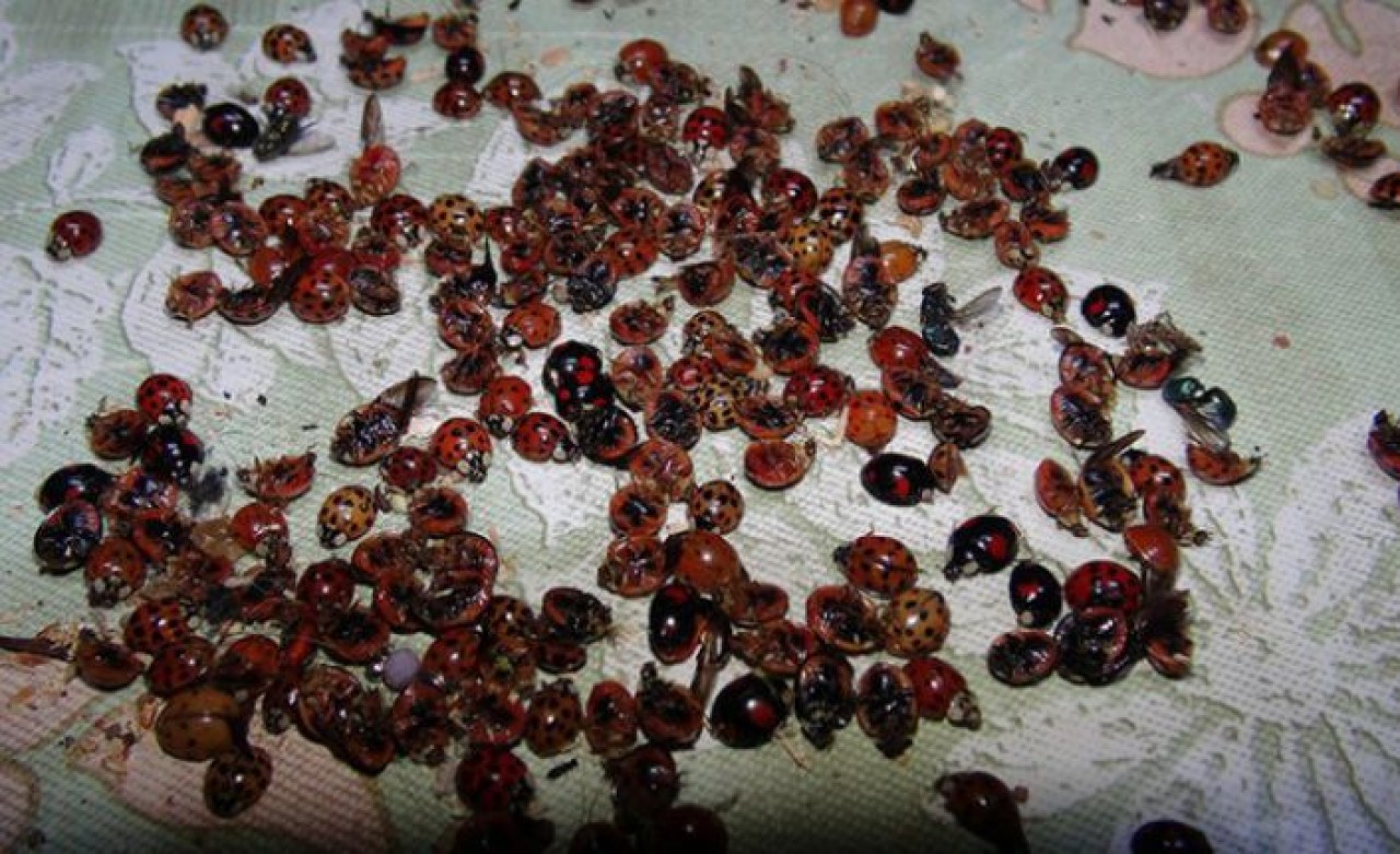 Rizeyi i uğur böcekleri istila etti: Uzmanlardan açıklama