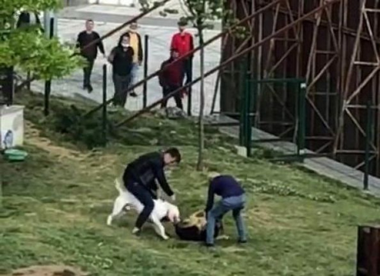 Küçükçekmecede pitbull dehşeti
