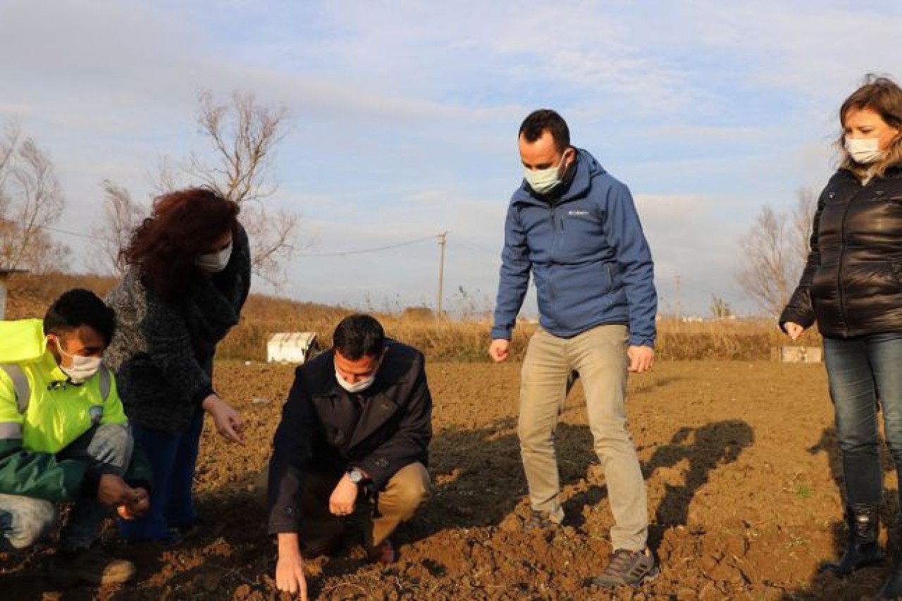 Büyükçekmece’de tarım seferberliği sürüyor